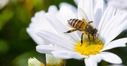 BİTKİ KORUMA ÜRÜNLERİ KULLANIMI ARTTI