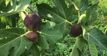 SİYAH İNCİRDE HASAT VE İHRACAT TARİHİ BELLİ OLDU   