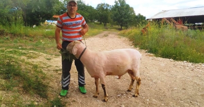 150 KİLO GELEN MERİNOLANDSCHAF CİNSİ KOÇ YETİŞTİRDİ 