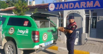 JANDARMANIN BULDUĞU YARALI KIZIL ŞAHİN KORUMA ALTINA ALINDI   