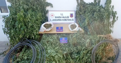 ORMANLIK ALANDA KENEVİR YETİŞTİREN ŞAHISLAR YAKALANDI