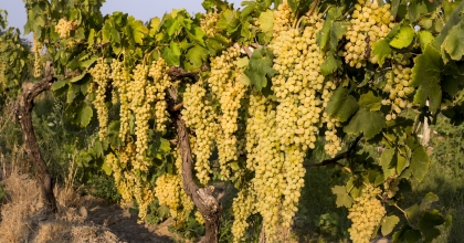 SULTANİ ÜZÜM 25 TEMMUZ’DA İHRACAT YOLCUSU   