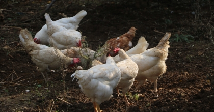 AYDIN'DA 'ÇIKMA TAVUK' UYARISI   