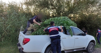 MANİSA'DA JANDARMADAN KENEVİR OPERASYONU 