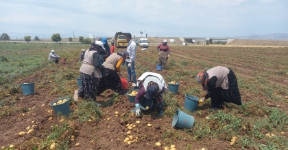 SANDIKLI'DA PATATES HASATI BAŞLADI