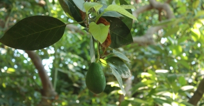 AVAKADODA ERKEN HASAT UYARISI