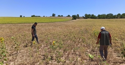 AYÇİÇEK VE NOHUT ALANLARI KONTROL EDİLDİ   