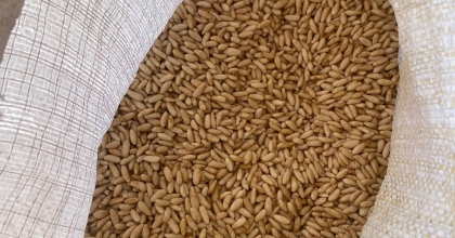 ÇAM FISTIKLARI İTALYA YOLCUSU   