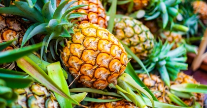 TROPİKAL MEYVE İHRACATINDA HEDEF 25 MİLYON DOLAR