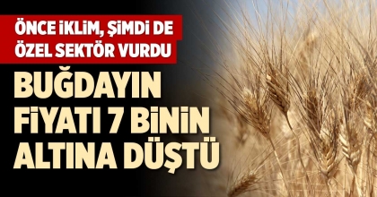 BUĞDAYIN FİYATI 7 BİNİN ALTINA DÜŞTÜ