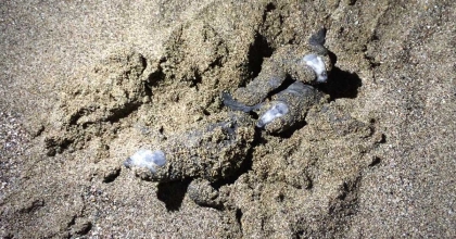 DENİZ KAPLUMBAĞALARINI IŞIKLI AĞLARLA KORUYORLAR