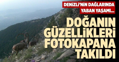 DOĞANIN GÜZELLİKLERİ FOTOKAPANA TAKILDI