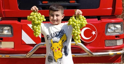 ERKENCİ ÜZÜM CİNSLERİNDE HASAT BAŞLADI