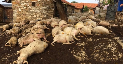 KÜÇÜKBAŞ HAYVANLARIN ÜZERİNE YILDIRIM DÜŞTÜ