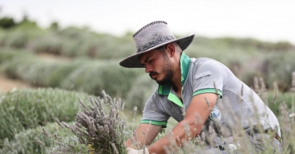 MERKEZEFENDİ’DE LAVANTA HASADI TAMAMLANDI