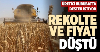 REKOLTE VE FİYAT DÜŞTÜ