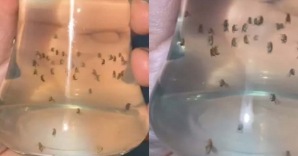 SİVRİSİNEKLERDEN KURTULMANIN EN UCUZ VE ETKİLİ YOLU