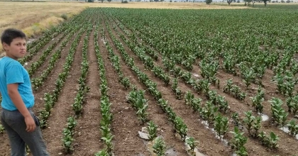 TAVAS'TA YAĞAN YAĞMUR ÇİFTÇİYİ UMUTLANDIRDI