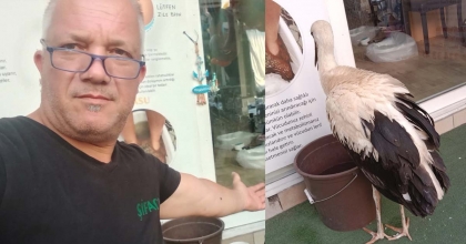 YUVADAN DÜŞEN LEYLEK YAVRUSU DOĞAYA SALINDI