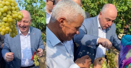 VALİ COŞKUN ÜZÜM HASADI YAPTI  