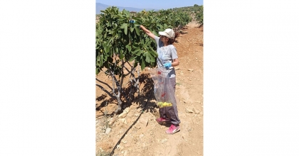 BOZDOĞAN’DA İNCİR ÜRETİCİLERİNE HASAT ÖNCESİ PESTİSİT DENETİMİ
