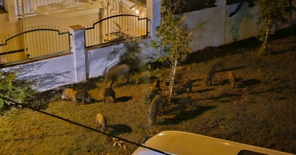 MARMARİS'TE YABAN DOMUZLARI ŞEHİR MERKEZİNE İNDİ