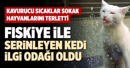 FISKİYE İLE SERİNLEYEN KEDİ İLGİ ODAĞI OLDU  