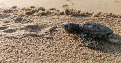 260 YAVRU CARETTA ÖZGÜRLÜĞE KULAÇ ATTILAR  