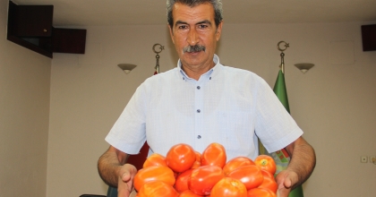 DOMATES TARLADA 1,7 TL PAZARDA 15 TL