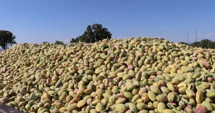 SELENDİ'DE BADEM HASADI BAŞLADI
