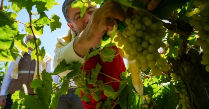 BAKAN YUMAKLI MANİSA'DA ÜZÜM HASAT ETTİ