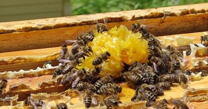 SÖKE İLÇE TARIM VE ORMAN MÜDÜRLÜĞÜ'NDEN İLAÇLAMA UYARISI  
