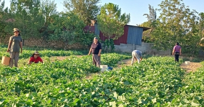 BAŞMAKÇI’NIN KORNİŞON SALATALIĞI AVRUPA SOFRALARINI SÜSLÜYOR