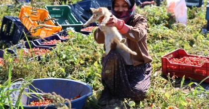 İŞE BİLE KEDİSİYLE GELİYOR