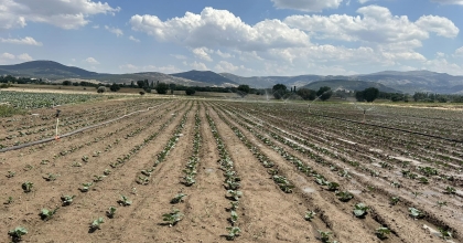 SİNANPAŞA'DA BROKOLİ ÜRETİMİ ARTIYOR