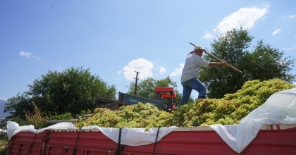 SARIGÖL'DE SUMALIK ÜZÜM ALIMLARINA BAŞLANDI
