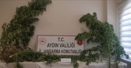 AYDIN’DA 44 KÖK KENEVİR ELE GEÇİRİLDİ