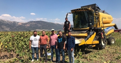 DİNAR’DA AYÇİÇEK HASADI BAŞLADI
