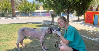 ORMAN YANGININDAN KURTARILAN KÖPEK SAĞLIĞINA KAVUŞTU