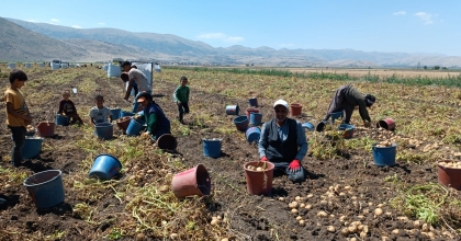 KIŞLIK 'AGRİA' CİNCİ PATATESTE HASAT BAŞLADI