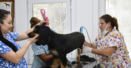 KUŞADASI'NDA SOKAK HAYVANLARININ PET KUAFÖRÜ BİLE VAR