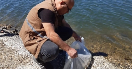 SELENDİ'DE 20 BİN SAZAN YAVRUSU GÖLETLERE SALINDI