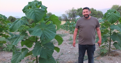  BU AĞAÇ BİR ÇOK SEKTÖRÜN VAZGEÇİLMEZİ OLACAK   