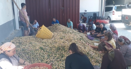 SARIGÖL'DE BADEM HASADI BAŞLADI   