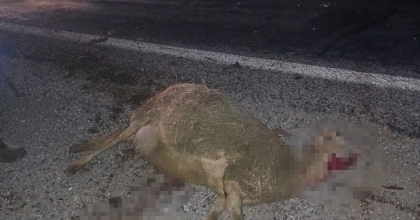 OTOMOBİL SÜRÜNÜN ARASINA DALDI, 9 KOYUN TELEF OLDU   