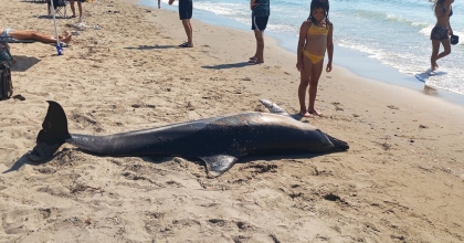 KUŞADASI'NDA ÖLÜ YUNUS SAHİLE VURDU  