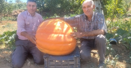 70 KİLOGRAMLIK BALKABAKLARI  