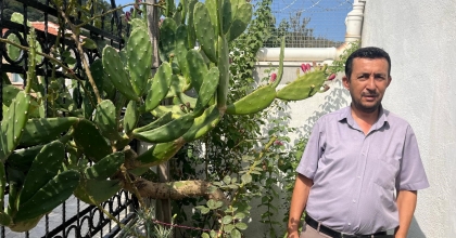 BAHÇESİNE DİKTİĞİ KAKTÜS BOYUNU GEÇTİ