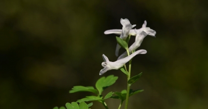 BEŞPARMAK DAĞI'NDA KEŞFEDİLDİ, LİTERATÜRE KAZANDIRILDI  