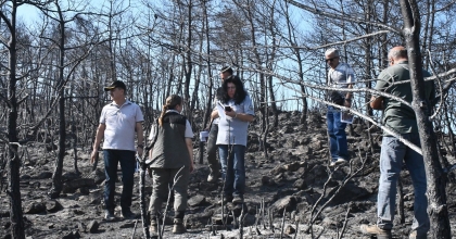 YANAN ORMANLIK ALANLAR YEŞİLLENDİRİLİYOR